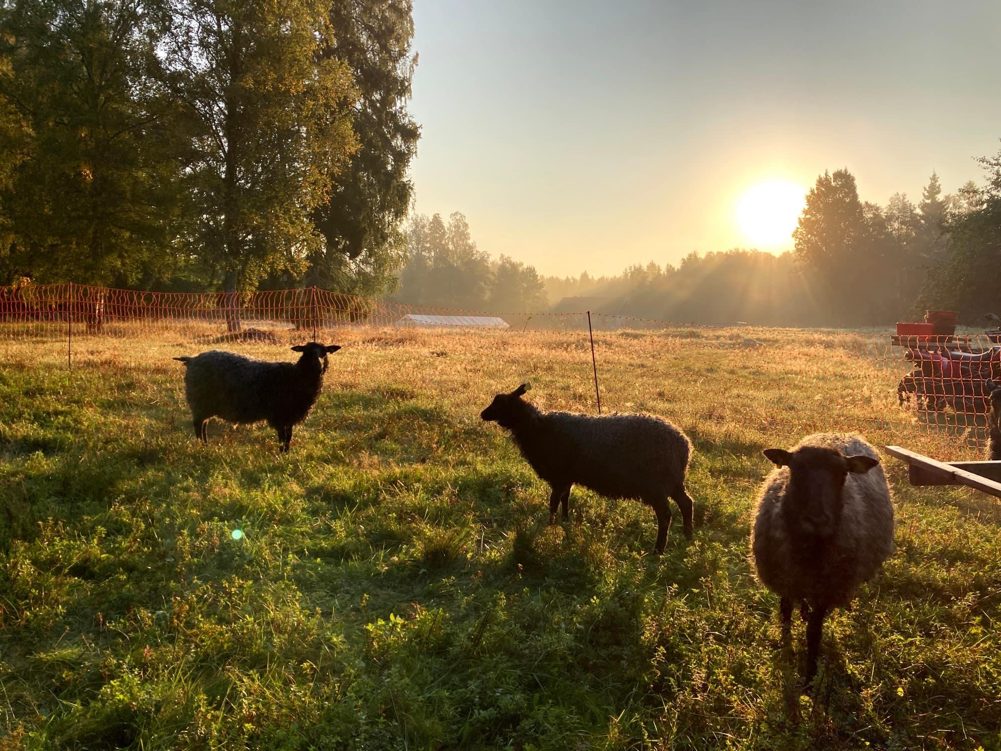 Fåren betar i hagen